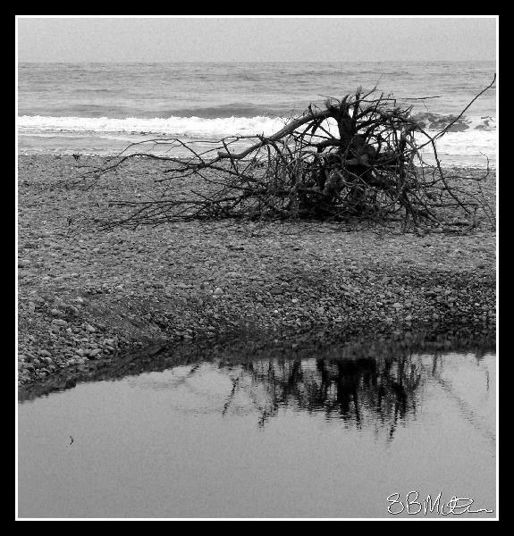 Flotsam: Photograph by Steve Milner Flotsam: Photograph by Steve Milner